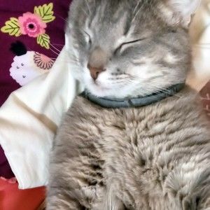 Meet your Posher, Opal